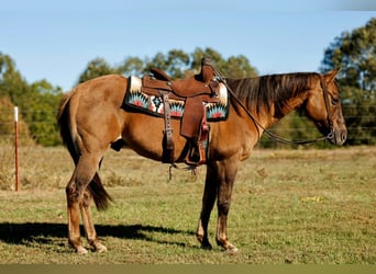 American Quarter Horse, Gelding, 15 years, 14.3 hh, Red Dun