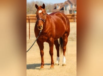 American Quarter Horse, Gelding, 15 years, 14.3 hh, Sorrel