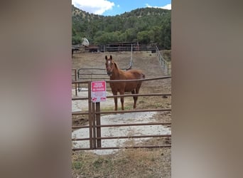 American Quarter Horse Mix, Wallach, 15 Jahre, 14 hh, Rotfuchs