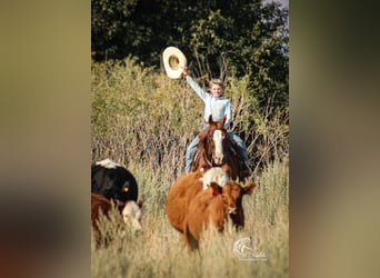 American Quarter Horse, Gelding, 15 years, 14,1 hh, Sorrel