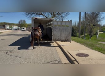 American Quarter Horse, Gelding, 15 years, 14,3 hh, Brown