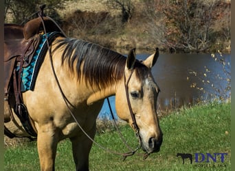 American Quarter Horse, Gelding, 15 years, 14,3 hh, Dun