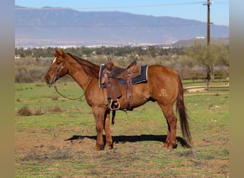 American Quarter Horse, Gelding, 15 years, 14,3 hh, Dun