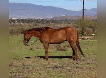 American Quarter Horse, Gelding, 15 years, 14,3 hh, Dun