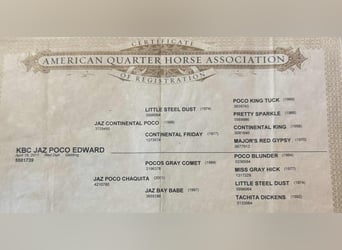 American Quarter Horse, Gelding, 15 years, 14,3 hh, Red Dun