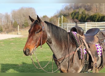 American Quarter Horse, Gelding, 15 years, 14,3 hh, Roan-Bay