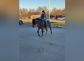 American Quarter Horse, Gelding, 15 years, 14,3 hh, Roan-Bay