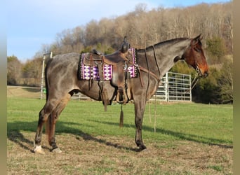 American Quarter Horse, Gelding, 15 years, 14,3 hh, Roan-Bay