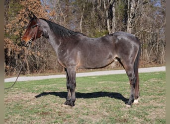 American Quarter Horse, Gelding, 15 years, 14,3 hh, Roan-Bay
