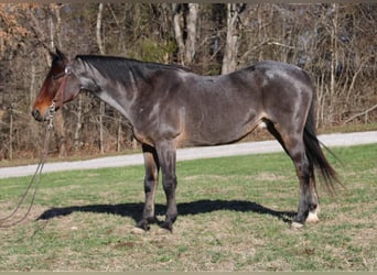 American Quarter Horse, Gelding, 15 years, 14,3 hh, Roan-Bay