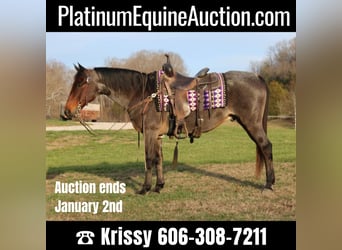American Quarter Horse, Gelding, 15 years, 14,3 hh, Roan-Bay