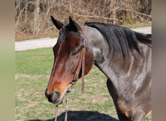 American Quarter Horse, Gelding, 15 years, 14,3 hh, Roan-Bay