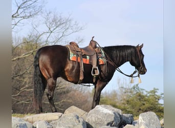 American Quarter Horse, Gelding, 15 years, 15.1 hh, Bay