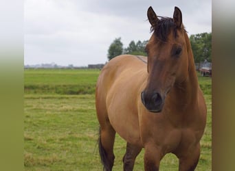 American Quarter Horse, Gelding, 15 years, 15.1 hh, Dunalino