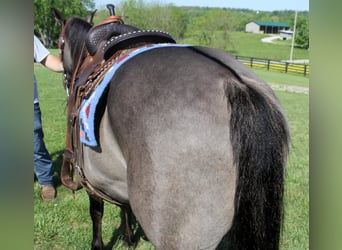 American Quarter Horse, Gelding, 15 years, 15.1 hh, Grullo