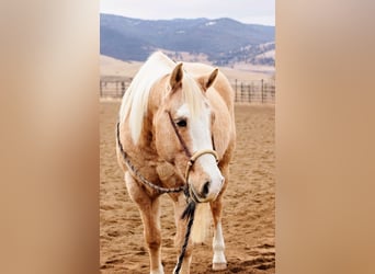 American Quarter Horse, Gelding, 15 years, 15.1 hh, Palomino
