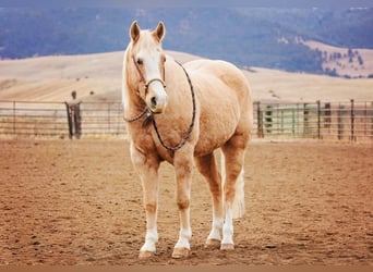 American Quarter Horse, Gelding, 15 years, 15.1 hh, Palomino
