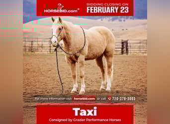 American Quarter Horse, Gelding, 15 years, 15.1 hh, Palomino