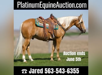 American Quarter Horse, Gelding, 15 years, 15,1 hh, Palomino