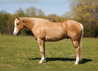 American Quarter Horse, Gelding, 15 years, 15.1 hh, Palomino