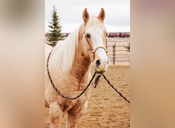 American Quarter Horse, Gelding, 15 years, 15.1 hh, Palomino
