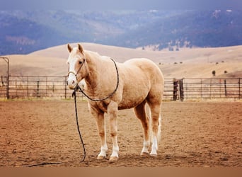 American Quarter Horse, Gelding, 15 years, 15.1 hh, Palomino