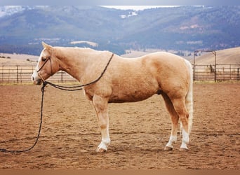 American Quarter Horse, Gelding, 15 years, 15.1 hh, Palomino