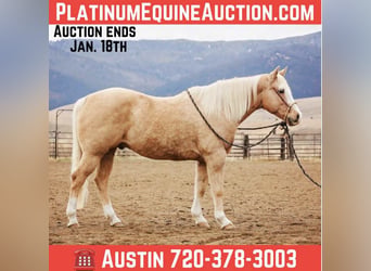 American Quarter Horse, Gelding, 15 years, 15.1 hh, Palomino