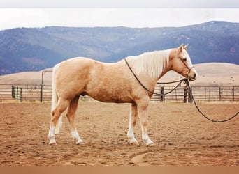 American Quarter Horse, Gelding, 15 years, 15.1 hh, Palomino