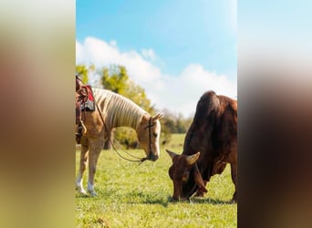 American Quarter Horse, Gelding, 15 years, 15.1 hh, Palomino