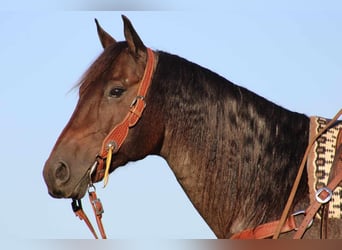 American Quarter Horse, Gelding, 15 years, 15.1 hh, Roan-Bay