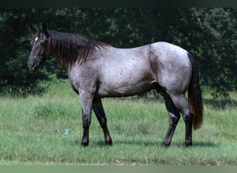 American Quarter Horse, Gelding, 15 years, 15.1 hh, Roan-Blue