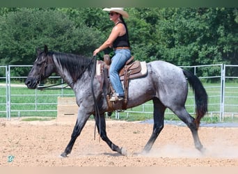 American Quarter Horse, Gelding, 15 years, 15.1 hh, Roan-Blue