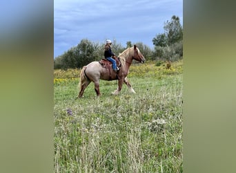 American Quarter Horse, Gelding, 15 years, 15.1 hh, Roan-Red