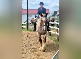 American Quarter Horse, Gelding, 15 years, 15.1 hh, Roan-Red