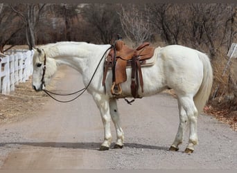 American Quarter Horse, Gelding, 15 years, 15.1 hh, White
