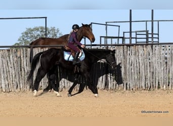 American Quarter Horse, Gelding, 15 years, 15.2 hh, Black