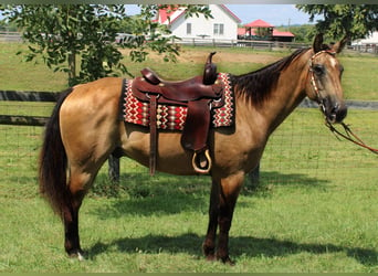 American Quarter Horse, Gelding, 15 years, 15.2 hh, Buckskin