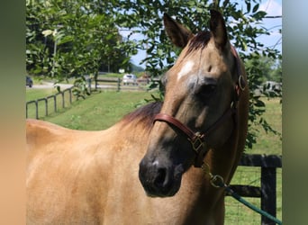 American Quarter Horse, Gelding, 15 years, 15.2 hh, Buckskin
