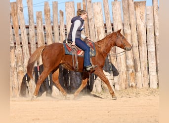 American Quarter Horse, Gelding, 15 years, 15.2 hh, Chestnut