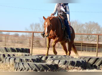 American Quarter Horse, Gelding, 15 years, 15.2 hh, Chestnut