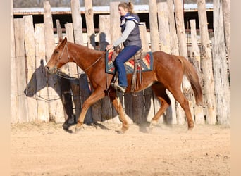 American Quarter Horse, Gelding, 15 years, 15.2 hh, Chestnut