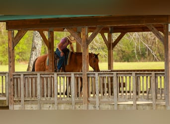 American Quarter Horse, Gelding, 15 years, 15.2 hh, Dun