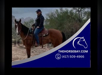 American Quarter Horse, Gelding, 15 years, 15.2 hh, Dun