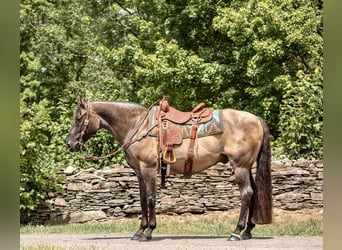 American Quarter Horse, Gelding, 15 years, 15.2 hh, Grullo