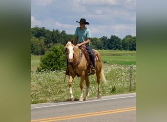 American Quarter Horse Mix, Gelding, 15 years, 15.2 hh, Palomino