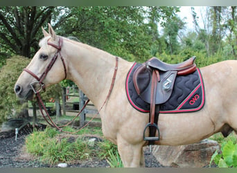 American Quarter Horse, Gelding, 15 years, 15.2 hh, Palomino