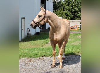 American Quarter Horse, Gelding, 15 years, 15.2 hh, Palomino