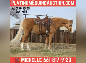 American Quarter Horse, Gelding, 15 years, 15.2 hh, Palomino