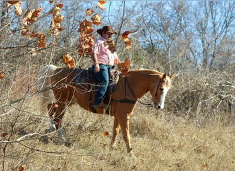 American Quarter Horse, Gelding, 15 years, 15.2 hh, Palomino